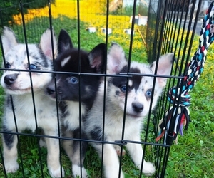 Huskimo-Pomeranian Mix Litter for sale in LITITZ, PA, USA
