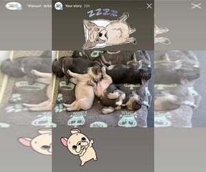 French Bulldog Litter for sale in MORENO VALLEY, CA, USA