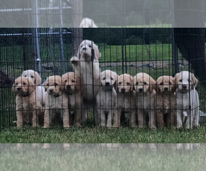 Goldendoodle Litter for sale in HOWE, IN, USA