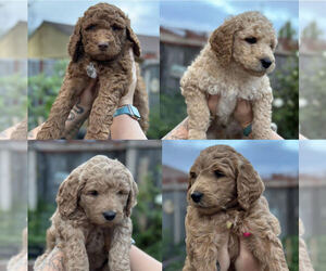 Double Doodle Litter for sale in SANTA ROSA, CA, USA
