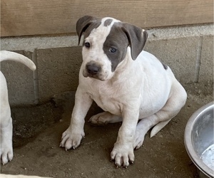 American Bully Litter for sale in TULARE, CA, USA