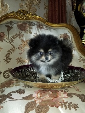 Medium Photo #1 Pomeranian Puppy For Sale in ARNOLD, MD, USA