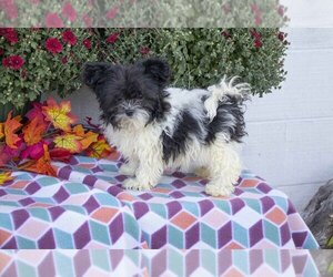 ShihPoo Litter for sale in LYNN, IN, USA