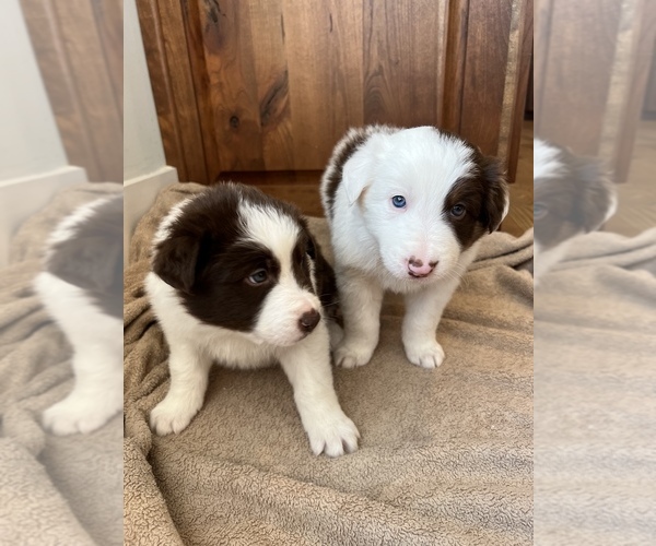 Full screen Photo #1 Border Collie Puppy For Sale in LULA, GA, USA