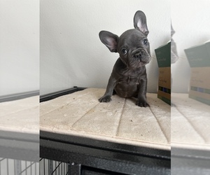 French Bulldog Litter for sale in HENDERSON, NV, USA