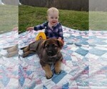 Small Photo #1 German Shepherd Dog Puppy For Sale in ZANESVILLE, OH, USA