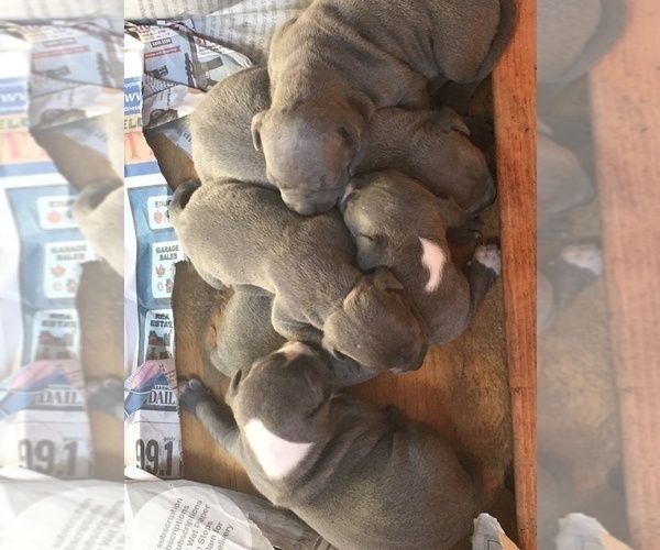 Medium Photo #1 American Pit Bull Terrier Puppy For Sale in ENNIS, TX, USA