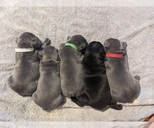 French Bulldog Litter for sale in FORT MYERS, FL, USA