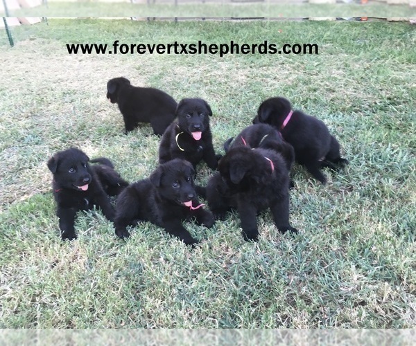 Medium Photo #1 German Shepherd Dog Puppy For Sale in BURLESON, TX, USA