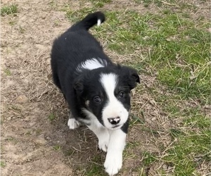 Border Collie Litter for sale in MOUNTAIN HOME, AR, USA