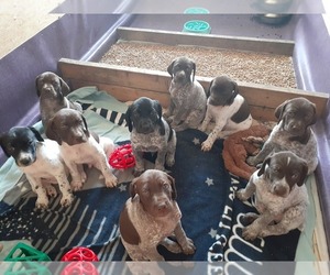 German Shorthaired Pointer Litter for sale in FORESTON, MN, USA