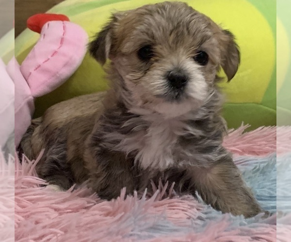 Medium Photo #1 Morkie Puppy For Sale in AIKEN, SC, USA