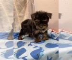 Small Photo #1 Yorkshire Terrier Puppy For Sale in HOPKINSVILLE, KY, USA