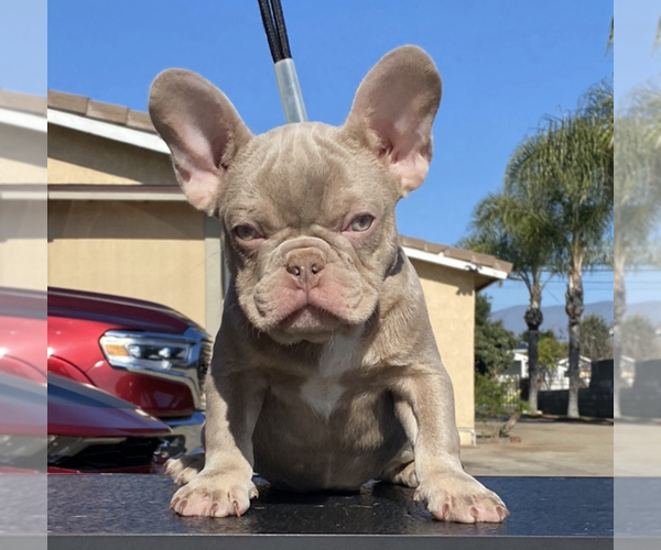 Medium Photo #1 French Bulldog Puppy For Sale in POMONA, CA, USA