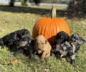 Goldendoodle Litter for sale in CAMERON, SC, USA
