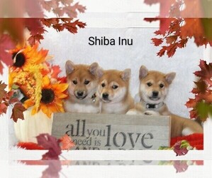 Shiba Inu Litter for sale in LOYAL, WI, USA