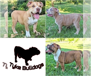 Olde English Bulldogge Litter for sale in NEOSHO, MO, USA