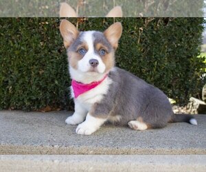 Pembroke Welsh Corgi Litter for sale in MILLERSBURG, OH, USA
