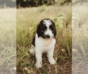 Bernedoodle Litter for sale in CARTERVILLE, IL, USA