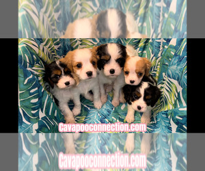 Cavapoo Litter for sale in WEST POINT, VA, USA