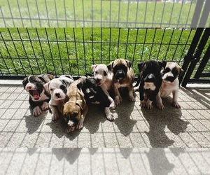 American Pit Bull Terrier Litter for sale in WESTLAND, MI, USA