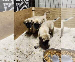 Mastiff Litter for sale in PARDEEVILLE, WI, USA