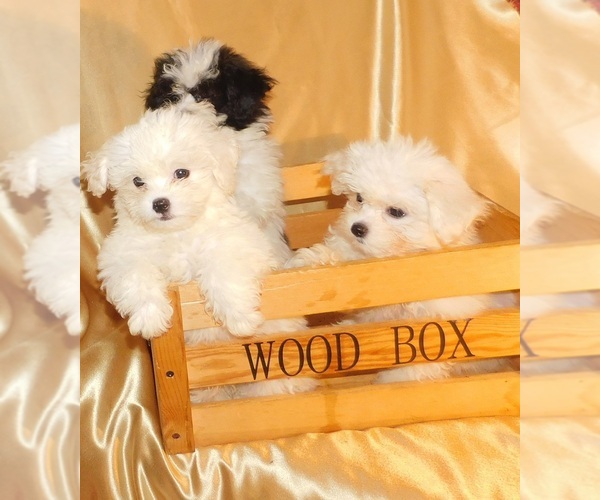 Medium Photo #1 Zuchon Puppy For Sale in WARRENSBURG, MO, USA
