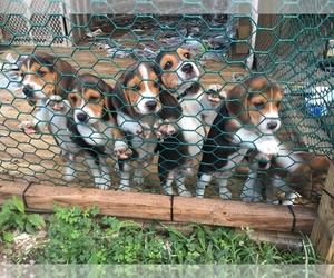 Beagle Litter for sale in HUNTINGDON, PA, USA