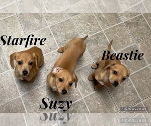 Beagle-Chiweenie Mix Litter for sale in FAIRBORN, OH, USA