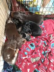Dachshund Litter for sale in LAFAYETTE, IN, USA