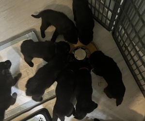 German Shepherd Dog Litter for sale in STOW, OH, USA