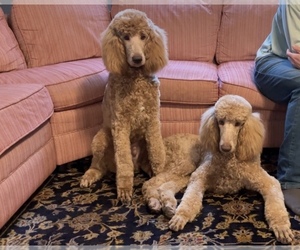 Poodle (Standard) Litter for sale in KITTY HAWK, NC, USA