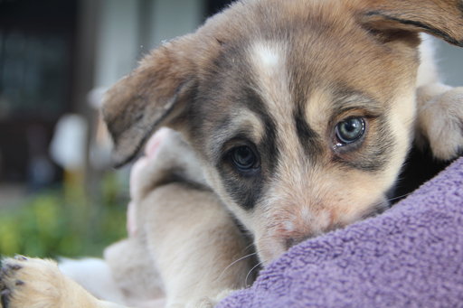 Medium Photo #1 Wolf Hybrid Puppy For Sale in YELM, WA, USA