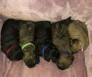 ShihPoo Litter for sale in RUDY, AR, USA
