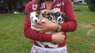 Jack Russell Terrier Litter for sale in CHRISTIANA, PA, USA