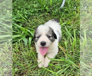 Great Pyrenees Litter for sale in CHATHAM, VA, USA