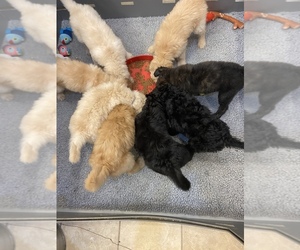 Bernedoodle Litter for sale in SHERMAN, TX, USA