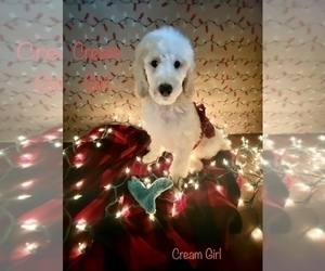 Poodle (Standard) Litter for sale in FALMOUTH, KY, USA