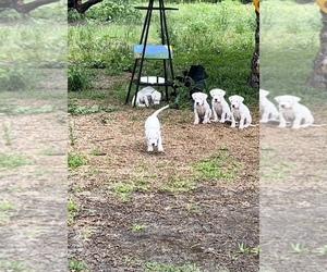 Dogo Argentino Litter for sale in PURDON, TX, USA