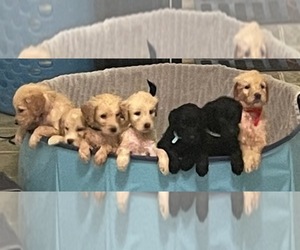 Goldendoodle Litter for sale in AUSTIN, TX, USA