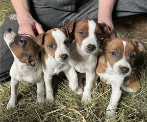 Jack Russell Terrier Litter for sale in KALONA, IA, USA