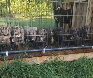 Cane Corso Litter for sale in LUCEDALE, MS, USA