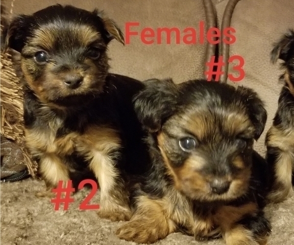 Medium Photo #1 Yorkshire Terrier Puppy For Sale in MERCED, CA, USA