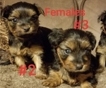 Small Photo #1 Yorkshire Terrier Puppy For Sale in MERCED, CA, USA