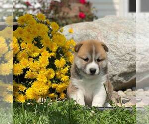 Shiba Inu Litter for sale in NAPPANEE, IN, USA
