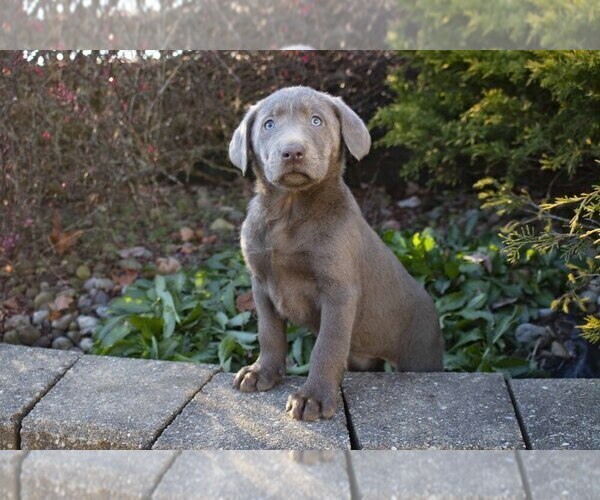 Medium Photo #1 Labrador Retriever Puppy For Sale in SUGARCREEK, OH, USA