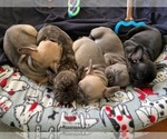 Small Photo #1 French Bulldog Puppy For Sale in COTATI, CA, USA