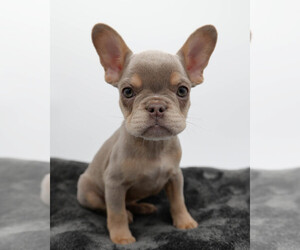 French Bulldog Litter for sale in GERMANTOWN, MD, USA