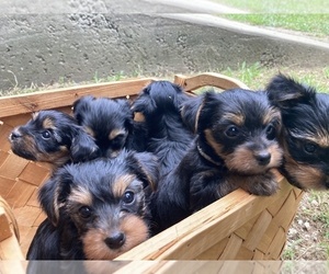 Yorkshire Terrier Litter for sale in MIDTOWN, TN, USA