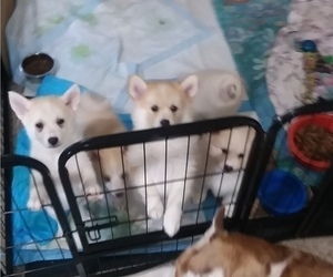 Pomsky Litter for sale in JANESVILLE, IA, USA